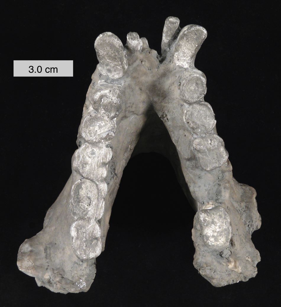 Fosilie dolní čelisti druhu Gigantopithecus blacki, foto Wilson44691 [CC BY-SA 3.0 (https://creativecommons.org/licenses/by-sa/3.0)].