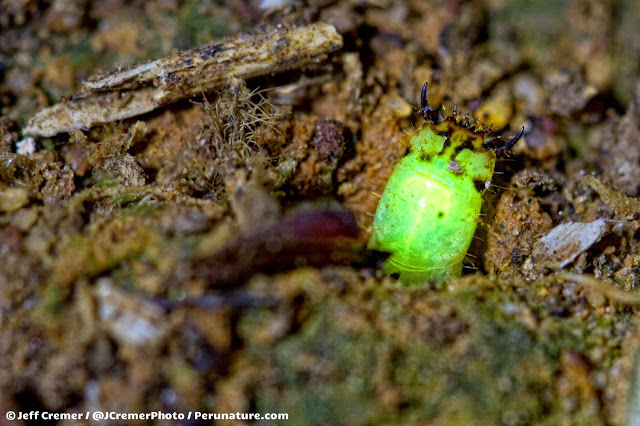 Svítící larva kovaříka, foto Jeff Cremer.