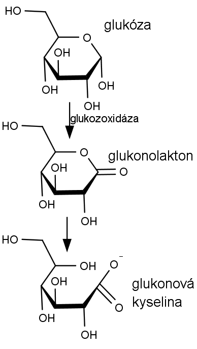 Oxidace glukózy na glukonolakton a glukonovou kyselinu.