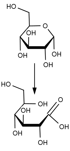 Přeměna glukozy (nahoře) na kyselinu glukonovou (dole).