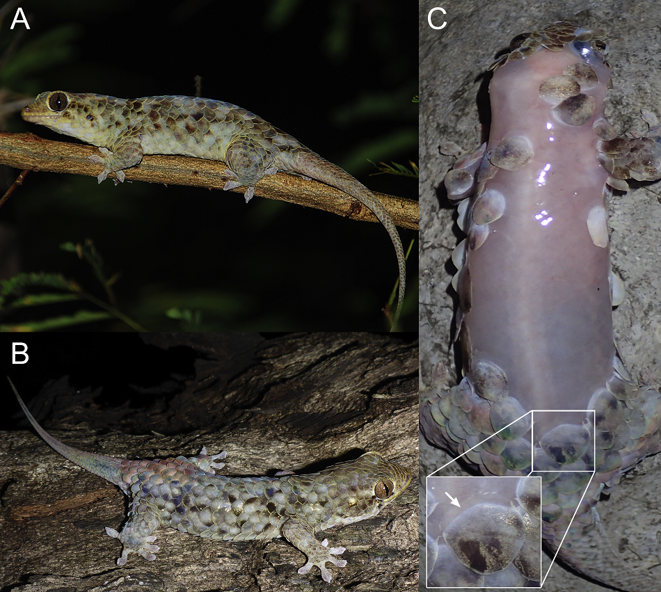 Gekon Geckolepis megalepis se šupinami (A,B) i bez šupin (C) po zdařilém úniku, Scherz MD, Daza JD, Köhler J, Vences M, Glaw F. (2017) Off the scale: a new species of fish-scale gecko (Squamata: Gekkonidae: Geckolepis) with exceptionally large scales. PeerJ 5:e2955, https://doi.org/10.7717/peerj.2955 .