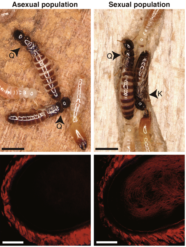 Vlevo nahoře vidíme královský pár asexuální populace termita Glyptotermes nakajimai, tvořený dvěma královnami (Q). Nahoře vpravo vidíme královský pár sexuální populace tvořený královnou (Q) a menším králem (K). Měřítko je dlouhé 2 mm. Dole najdeme mikroskopické snímky odpovídající prázdné (vlevo) a plné spermatéky (vpravo) s měřítkem o délce 20 mikrometrů, T.Yashiro et al., Loss of males from mixed-sex societies in termites, BMC Biology 2018.