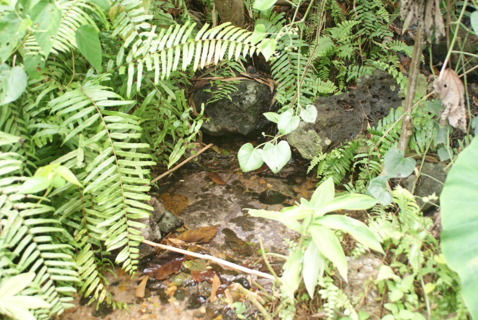 Rybníček vyhrabaný a ohražený velekskokanem goliáším. Vyházené zbytky rostlin leží v popředí snímku. Šedá hmota uprostřed jsou snesená vajíčka, foto Marvin Schäfe.