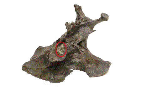 červená elipsa označuje zkamenělý nádor