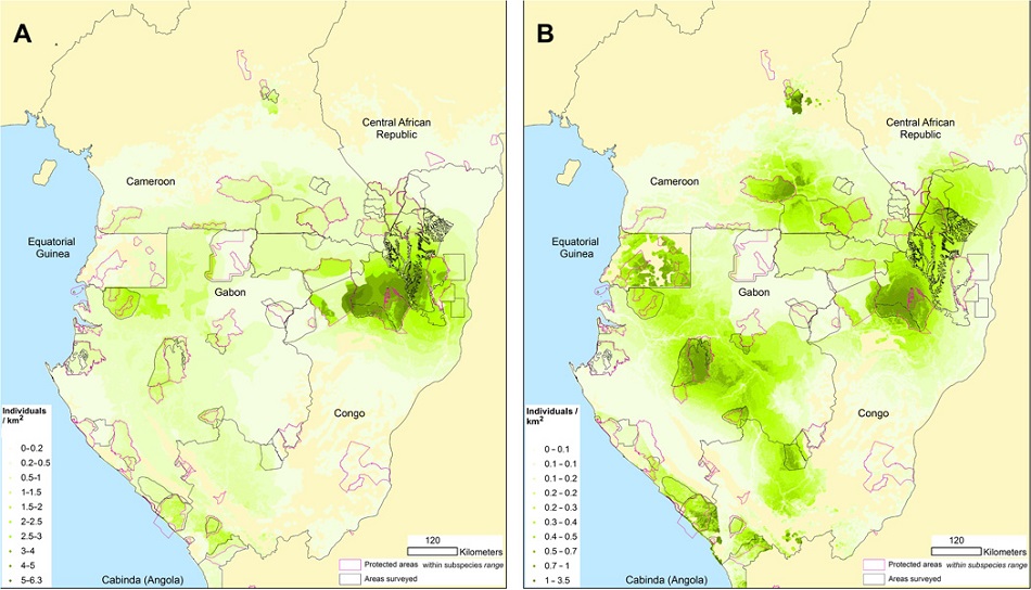 Odhadovaný počet goril (A) a šimpanzů (B) na kilometr čtvereční v Kongu a Gabunu (S.Strindberg et al., Guns, germs, and trees determine density and distribution of gorillas and chimpanzees in Western Equatorial Africa, Science Advances  25 Apr 2018: Vol. 4, no. 4, eaar2964, DOI: 10.1126/sciadv.aar2964).