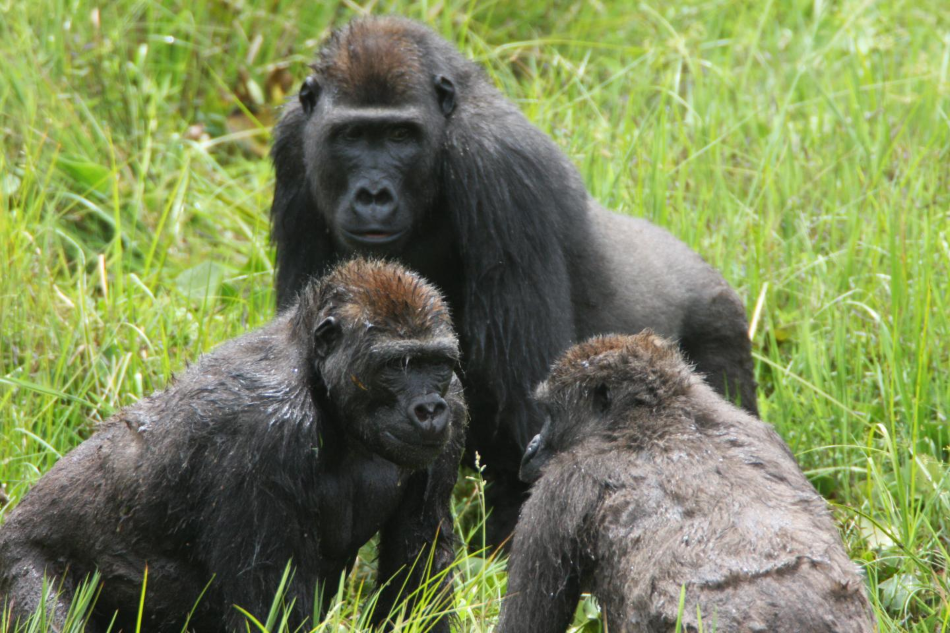 Mladé gorily využívají přestávku v jídle k socializaci, foto Wildlife Conservation Society.