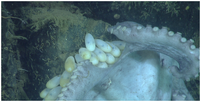 Detail chobotnice s několika vajíčky, Robison B, Seibel B, Drazen J (2014) Deep-Sea Octopus (Graneledone boreopacifica) Conducts the Longest-Known Egg-Brooding Period of Any Animal. PLoS ONE 9(7): e103437. doi:10.1371/journal.pone.0103437