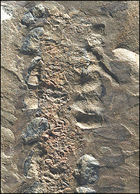 Zkamenělé střevo predátora se zbytky trilobitů nalezené v jižní Číně