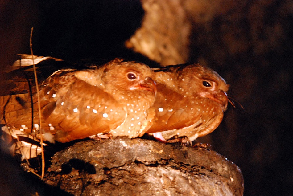 Gvačaro jeskynní (Steatornis caripensis) na Trinidadu (cc-by-2.0, via Wikimedia Commons).