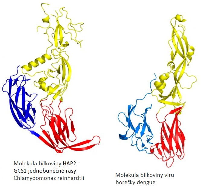 Vlevo struktura bílkoviny HAP2-GCS1 jednobuněčné řasy Chlamydomonas reinhardtii  a vpravo protein viru horečky dengue (Felix Rey, Pasteur Institute).