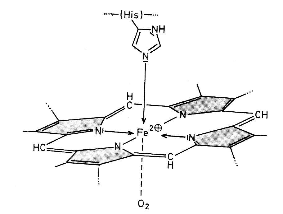 Struktura hemového centra molekuly hemoglobinu s navázaným kyslíkem. U Ngb-H64Q-CCC vypadá shodně, pouze místo molekuly kyslíku O2 v dolní části najdeme oxid uhelnatý CO. Další změny, které zajišťují selektivitu Ngb-H64Q-CCC  vůči CO, leží v bílkovinném řetězci a na obrázku nejsou znázorněny.