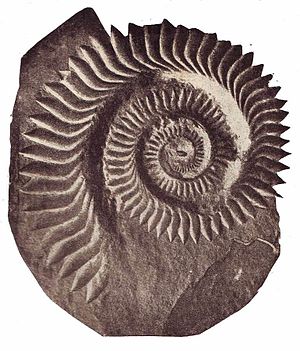 . Fosilie  čelisti druhu Helicoprian bessonovi vidíme na obrázku (zdroj wikipedia.org, původně J.Walther 1914).