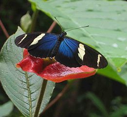 Heliconius sara z Panamy, foto   Dirk van der Made 2009,  Creative Commons Attribution 1.0 Generic licence, CC-BY.