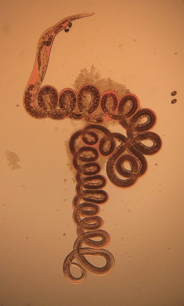 samička hlístice Heligmosomoides polygyrus, foto D.Davesne, CC BY-SA 3.0