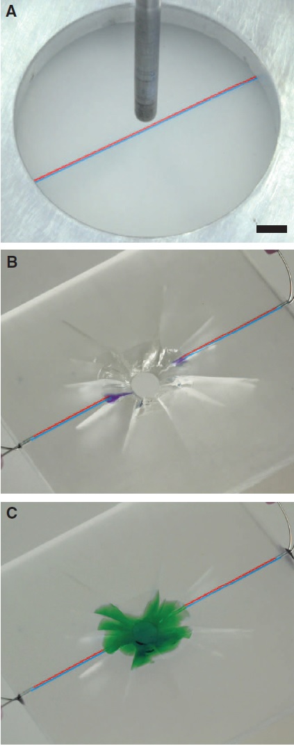 Oprava poškozené plastové destičky 2-hydroxyethylmetakrylátem, foto S. R. White et al., Restoration of Large Damage Volumes in Polymers, Science 344, 620 (2014); DOI: 10.1126/science.1251135