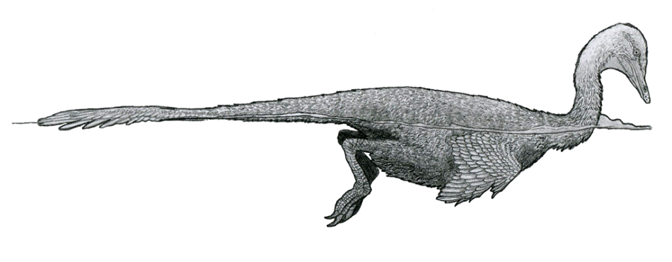 Plavající H. escuilliei s labutí šíjí a hlavou (obr. Tomopteryx, CC BY-SA 4.0, https://creativecommons.org/licenses/by-sa/4.0, via Wikimedia Commons).