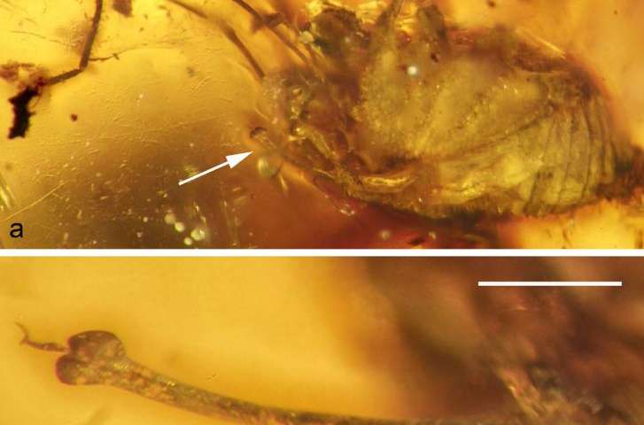 Nahoře vidíme celou fosilii sekáče H. grimaldii. Bílá šipka vyznačující polohu penisu je 1 mm dlouhá. Dole vidíme  jeho detail s bílou úsečkou  0,2 mm dlouhou (obr. J.A.Dunlop et al., Penis morphology in a Burmese amber harvestman, The Science of Nature, Feb 2016, DOI: 10.1007/s00114-016-1337-4).
