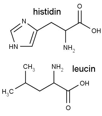 Chemická struktura aminokyselin histidinu a leucinu.