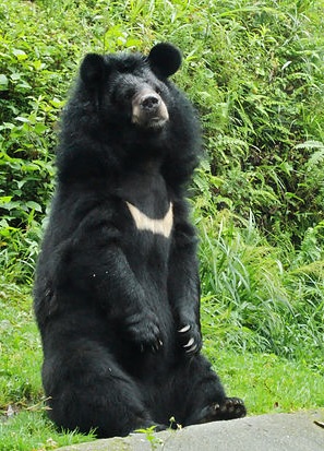 himalájský poddruh medvěda hnědého, foto JOYDEEP, licence CC, Wikimedia Commons.