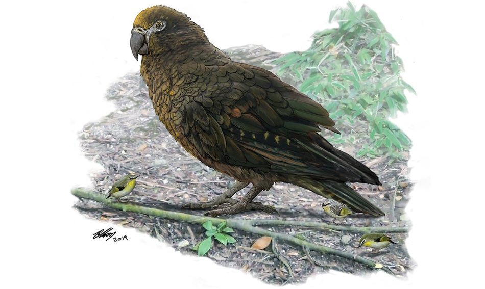 Možný vzhled největšího známého papouška Heracles inexpectatus, obr.Brian Choo/Flinders University.