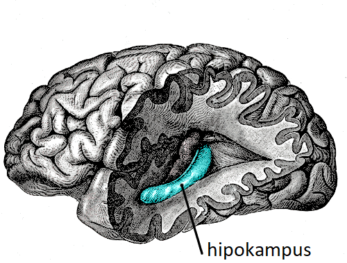Na řezu mozkem je hipokampus zvýrazněn modře (Henry Vandyke Carter, Public domain, via Wikimedia Commons).