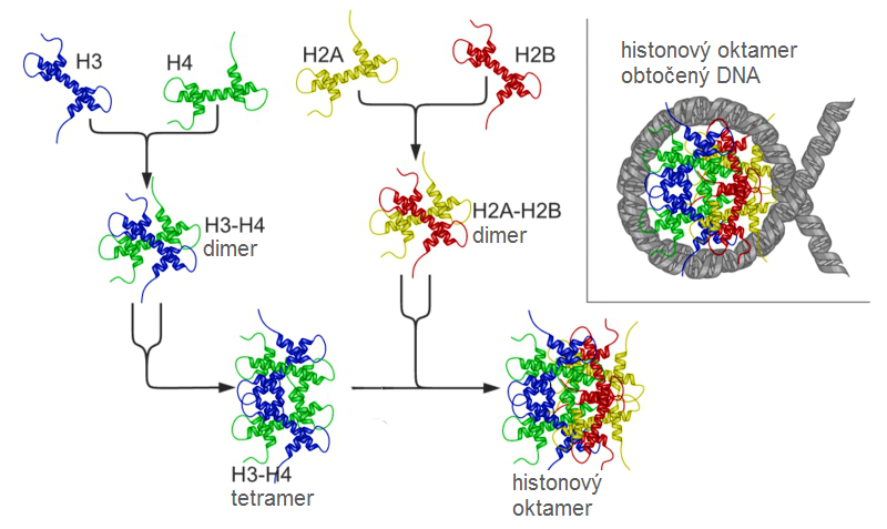 Vznik histonového oktameru - komplexu histonových molekul H2A, H2B, H3 a H4, vpravo nahoře s obtočenou smyčku řetězce DNA (obr. Richard Wheeler (Zephyris) via Wikimedia Commons).