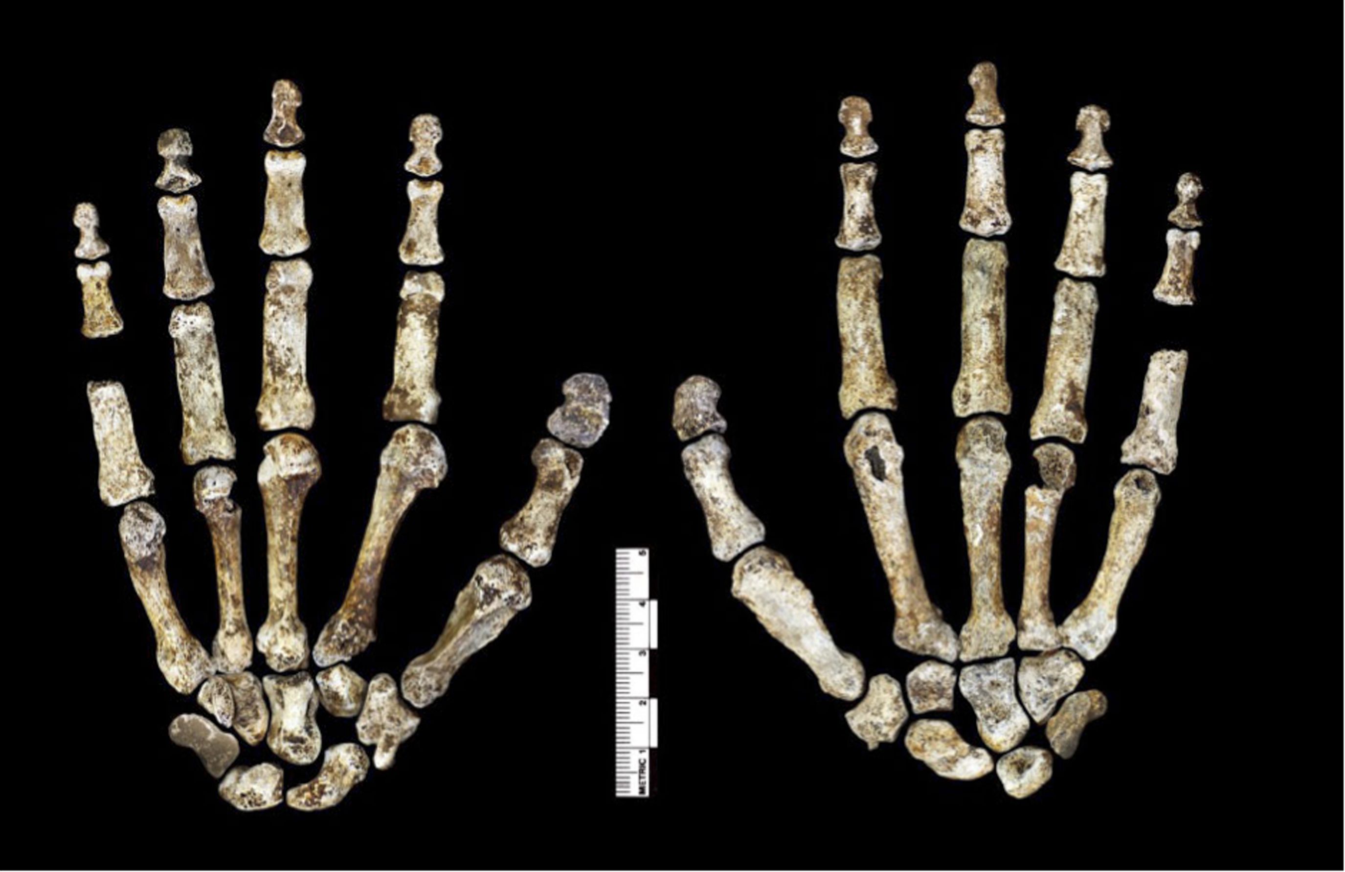 Dochované kosti rukou H.naledi (eLife 2015;4:e09560).