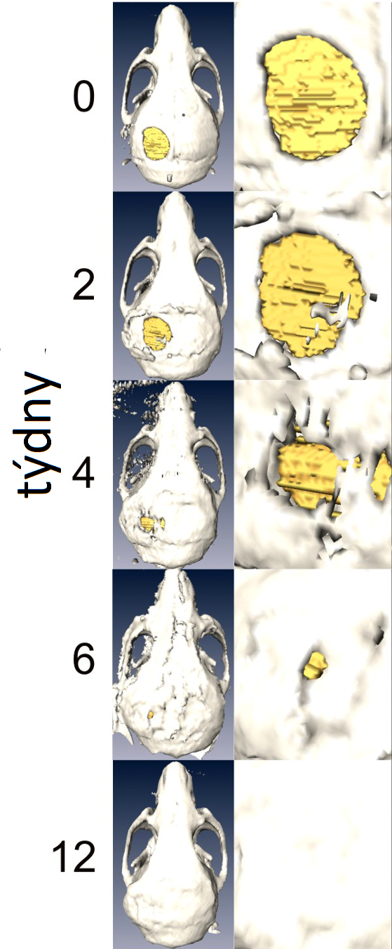 V levém sloupci je celá myší lebka se žlutě vyznačenou odstraněnou částí, vpravo detail hojícího se poranění (Dumanian ZP, Tollemar V, Ye J, Lu M, Zhu Y, Liao J, et al. (2017) Repair of critical sized cranial defects with BMP9-transduced calvarial cells delivered in a thermoresponsive scaffold. PLoS ONE 12(3):e0172327.doi:10.1371/journal. pone.0172327).