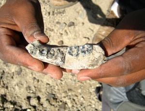 Nalezený nejstarší fragment čelisti člověka, foto Kaye Reed.
