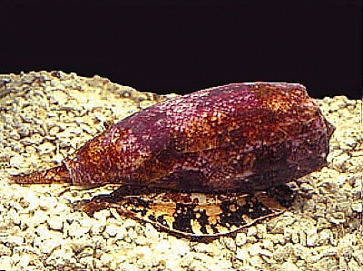 Homolice Conus geographus, foto Kerry Matz, Wikimedia Commons