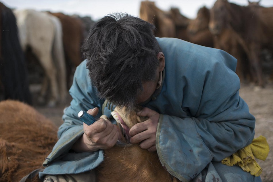 Současný mongolský koňský zubař pracuje se šroubovákem (Foto: Dimitri Staszewski. Taylor et al. 2018. Origins of Equine Dentistry. PNAS.).