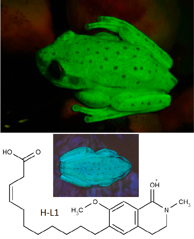 V přirozeném osvětlení měsíční noci žabička po excitaci svítí zeleně (nahoře). Ve středu vlastní fluorescence po odfiltrování všech ostatních vlnových délek (C.Taboada et al., Naturally occurring fluorescence in frogs, PNAS March 13, 2017 , doi: 10.1073/pnas.1701053114). Dole chemická struktura hyloinu L1.