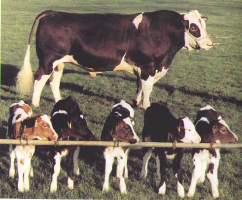 geneticky modifikovaný býk Hermann se svým potomstvem