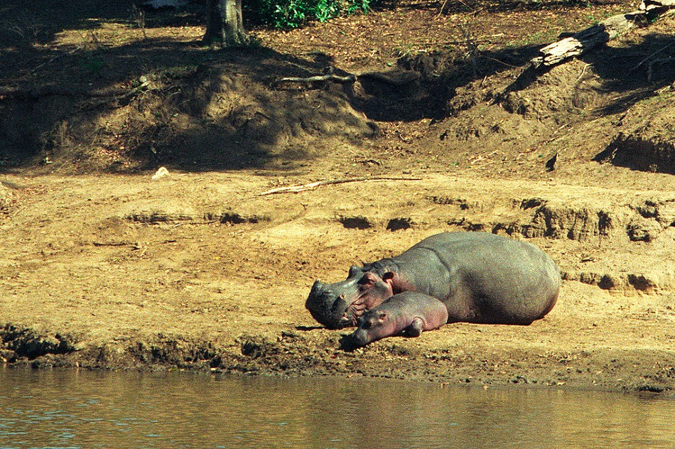 Hrošice s hrošátkem na břehu řeky Mara v Keni (Jerzy Strzelecki, CC BY-SA 3.0, https://creativecommons.org/licenses/by-sa/3.0, via Wikimedia Commons).