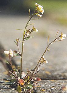 Huseníček rolní (Arabidopsis thaliana), foto Wikipedia.