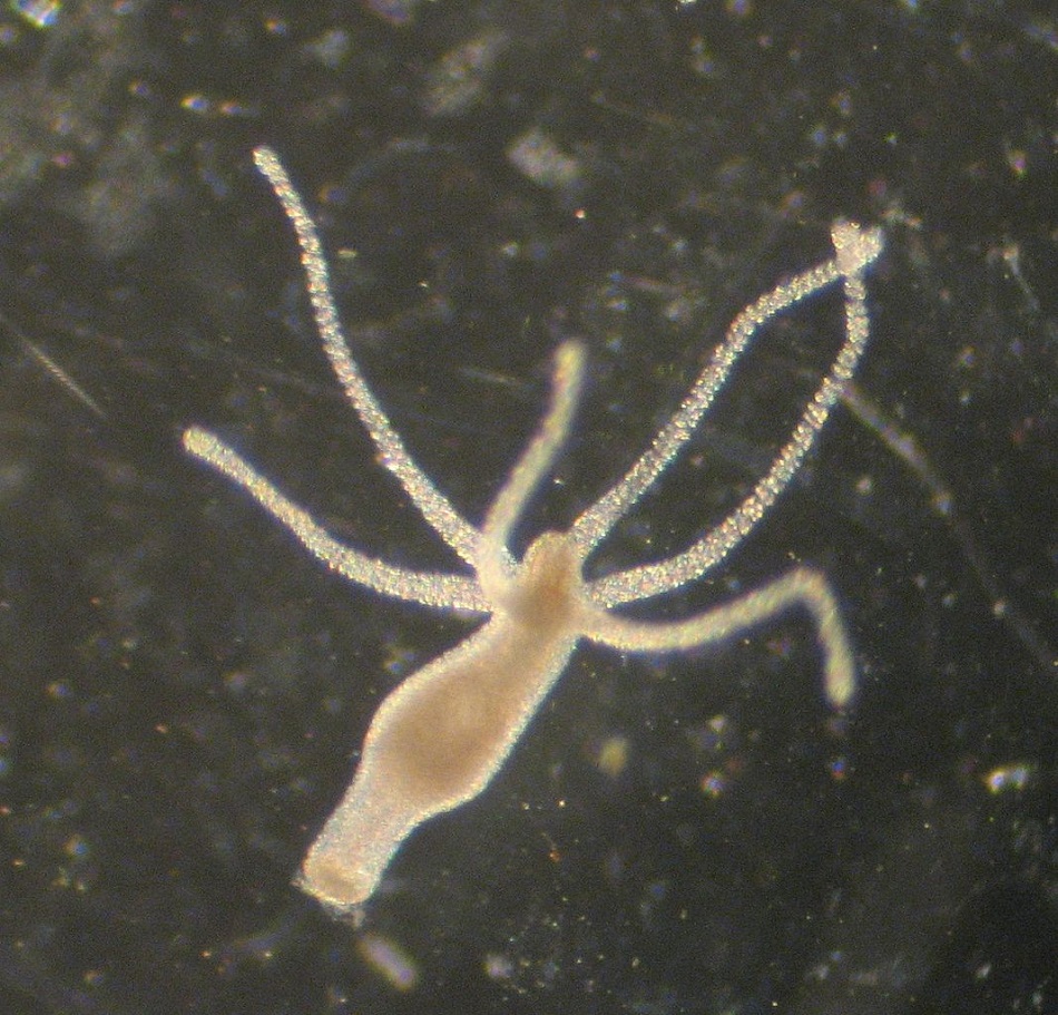 Mikroskopický snímek nezmara obecného (Hydra vulgaris), foto Corvana, CC BY-SA 3.0, https://creativecommons.org/licenses/by-sa/3.0, via Wikimedia Commons.