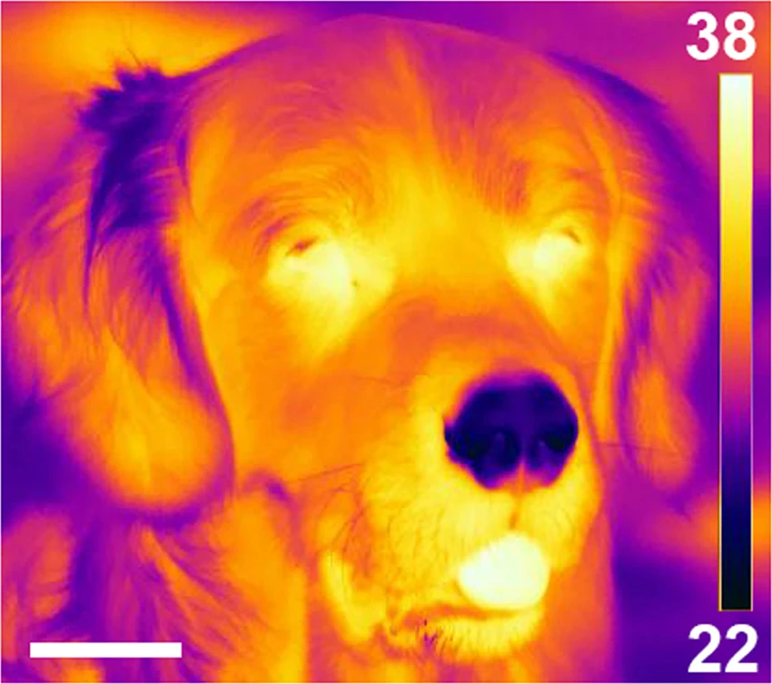 Na infračerveném snímku zřetelně vidíme chladné rhinarium. Snímek byl pořízen za teploty okolí 27 °C, bílá úsečka je 50 mm dlouhá, supnice vprovo ukazuje barvy odpovídající různým teplotám, foto  Bálint, A., Andics, A., Gácsi, M. et al. Dogs can sense weak thermal radiation. Sci Rep 10, 3736 (2020).