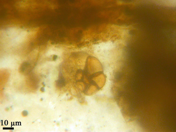 Prvok foraminifera zalitý v jantaru, obr.Phys.org