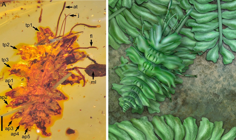 Nalevo fotografie fosilie larvy zlatoočka v barmském jantaru z období křídy, vpravo umělecká rekonstrukce skutečného vzhledu larvy v jejím prostředí, obr.Nanjing Institute of Geology and Palaeontology, kresba Yang Dinghua.