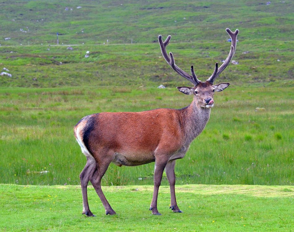 Jelen evropský, (Cervus elaphus, angl. red deer) leden z identifikovaných savců, Sonya7iv/CC BY-SA (https://creativecommons.org/licenses/by-sa/4.0).
