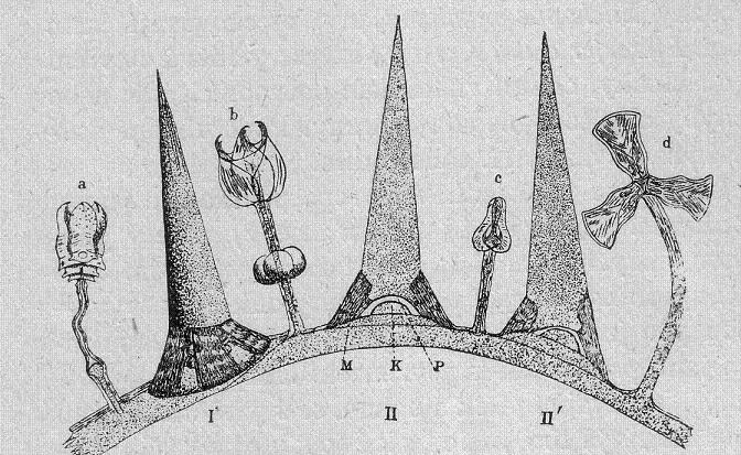 Část krunýře ježovky (kresba Dr.G.Grimpeho). Osten I, řezy ostny II, II‘. M je svalstvo, K kloubová hlavice, P jamka kloubní, a až d klepítka (viz text). 