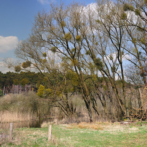 Jmelí bílé (Viscum album) parazitující na stromech, foto Ralf  Roletschek, Wikimedia Commons, CC-BY-NC-ND.