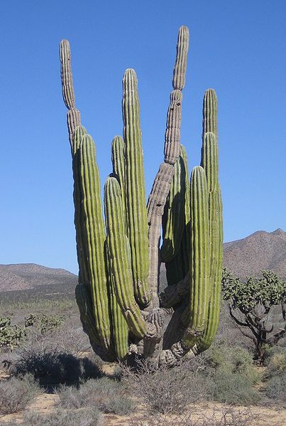 Kaktus Pachycereus pringlei na snímku Stephena Marletta.