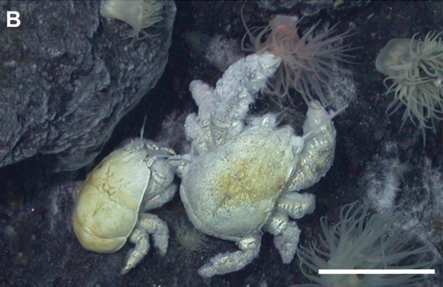 vlevo samička, vpravo sameček druhu Kiwa tyleri, bílá úsečka na snímku je dlouhá 5 cm, foto Thatje S, Marsh L, Roterman CN, Mavrogordato MN, Linse K (2015) Adaptations to Hydrothermal Vent Life in Kiwa tyleri, a New Species of Yeti Crab from the East Scotia Ridge, Antarctica. PLoS ONE 10(6): e0127621. doi:10.1371/journal.pone.0127621