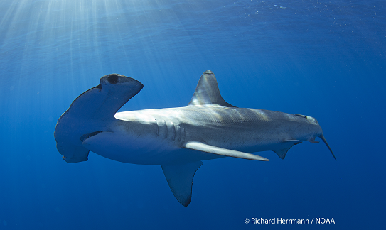 žralok kladivoun obecný na snímku Richarda Herrmana/NOAA