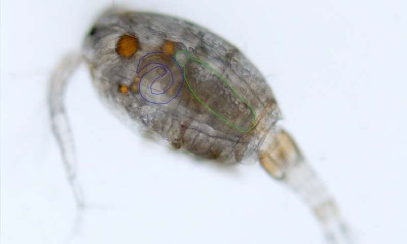 Mikroskopický snímek klanonožce infikovaného dvěma parazity najednou. Tasemnice S. solidus je vyznačena zeleně, hlístice C. lacustris modře. Foto Nina Hafer/Max-Planck-Institut für Entwicklungsbiologie.