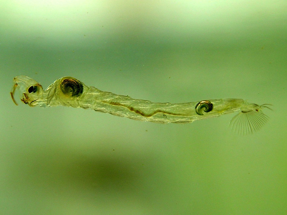 Larva koretry  (Piet Spaans, vlastní dílo, [CC BY-SA 2.5 (http://creativecommons.org/licenses/by-sa/2.5)], via Wikimedia Commons).