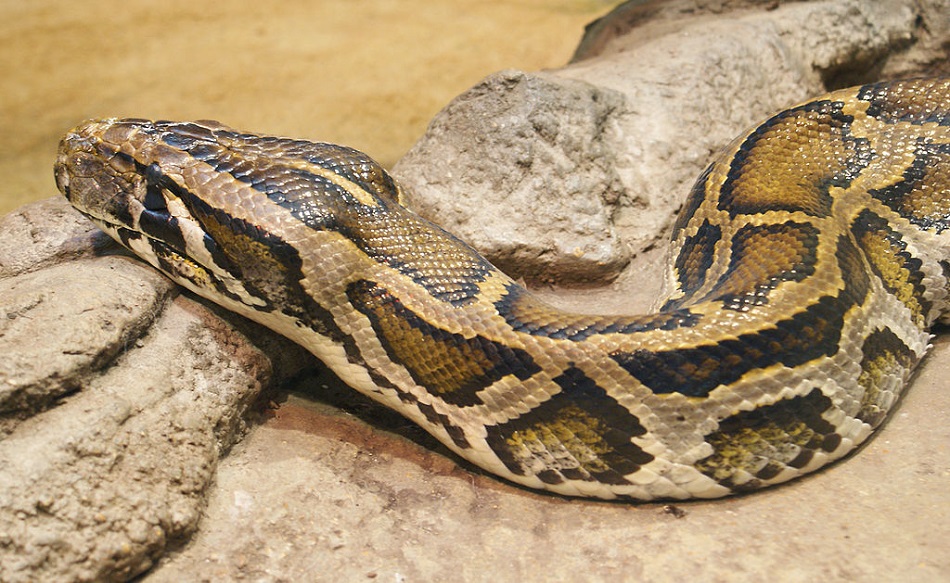 Hlava krajty tmavé (Python molurus bivittatus), TimVickers (Own work) [Public domain], via Wikimedia Commons.