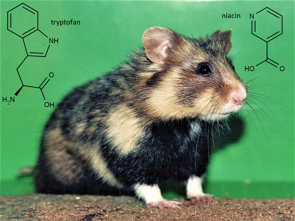 Chemická struktura aminokyseliny tryptofanu (vlevo) a vitaminu B3 (vpravo) spolu s křečkem polním (foto Frédéric Burner, public domain, via Wikimedia Commons).