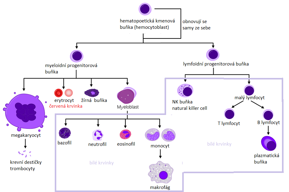 Schéma vzniku krevních buněk z hematopoetické kmenové buňky, přeloženo podle Autor: A. Rad and Mikael Häggström, M.D.- Author info- Reusing images – Image:Hematopoiesis (human) diagram.png by A. Rad, CC BY-SA 3.0, https://commons.wikimedia.org/w/index.php?curid=7351905.